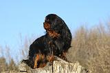 CAVALIER KING CHARLES 389